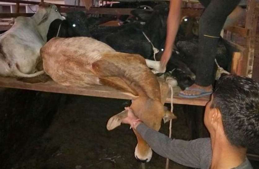 Distraction of District Animal Brutality Prevention Committee, crisis जिला पशु क्रूरता निवारण समिति पर मंडराया संकट, प्रशासन के आदेश ने पैदा कर दी भ्रांति