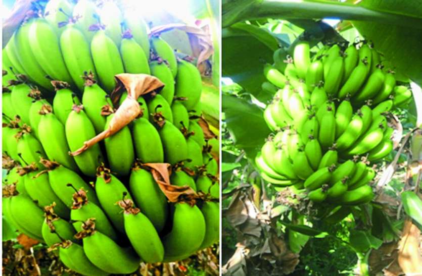 Panna banana farming news in hindi भुसावल के केले मात देगा MP का केला, इस जिले में हुआ बंपर उत्पादन