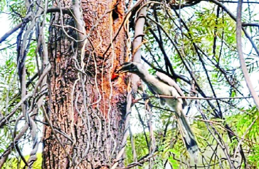 indore शहरीकरण में पुराने दरख्त घटे तो कांक्रीट की दीवारों में घरौंदा बनाने लगे इंडियन ग्रे हॉर्नबिल