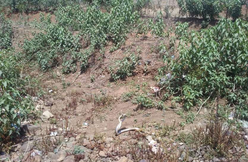 two dangerous snake news, adder सौभाग्यशालियों को ही होते हैं इस अद्भुत नजारे के दर्शन