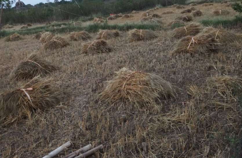 How will the completion of 20 thousand quintals of the target, after 1 कैसे होगी 20 हजार क्विंटल लक्ष्य की पूर्ति, माहभर बाद मात्र 12 क्विंटल गेहूं की खरीदी