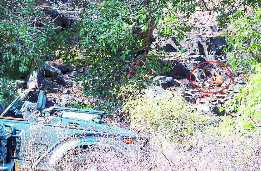 ranthmbhor समय से पहले पहुंच गई पार्क में जिप्सी,बाघ पर्यावास में ले जा रहे पर्यटक