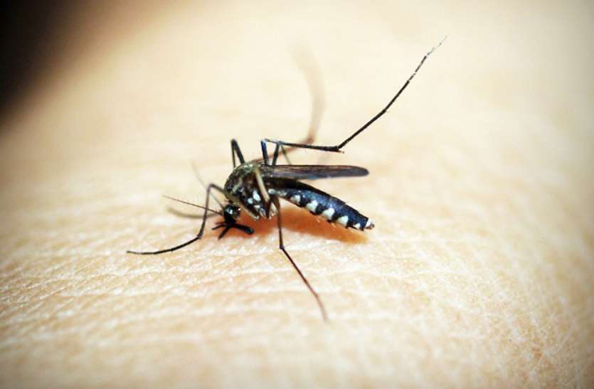 World malaria day news in satna World malaria day: 4 साल में बढ़े 400 मरीज, सतना हाइफोकस जिलों की लिस्ट से बाहर