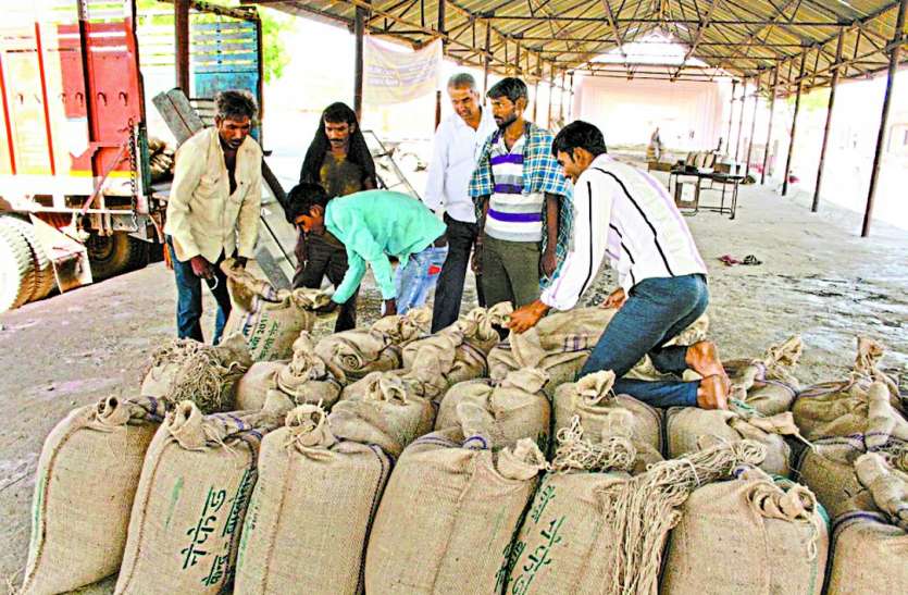 बालोतरा. कृषि मंडी स्थित खरीद केन्द्र में सरसों व चने की तुलाई में लगे किसान। समर्थन मूल्य पर बेचा चना व सरसों, भुगतान का जवाब कल-परसों
