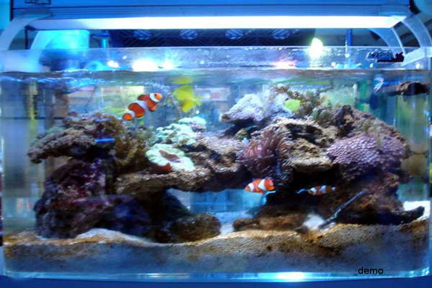 vastu benefits of fish aquarium at home