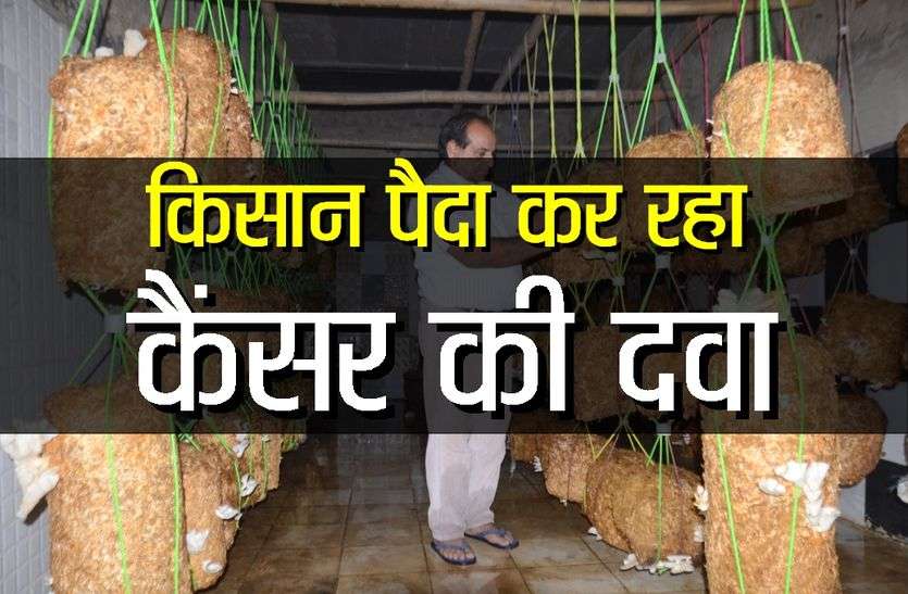 mushroom sikar