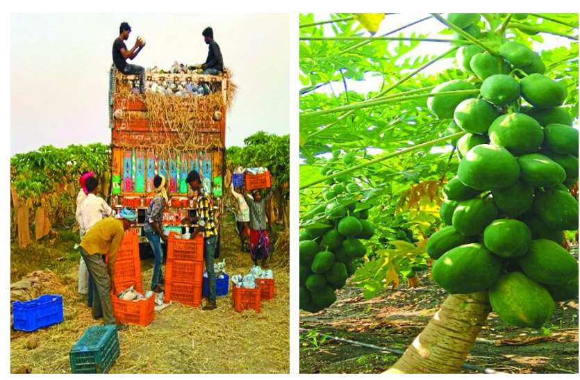 chhattisgarh news व्हाट्सअप और यूट्यूब से सीखा हाइटेक खेती, अब कर रहा लाखों की आमदनी