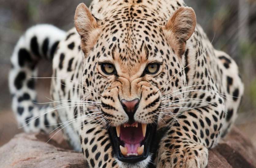 panther यहां सात दिन से बनी हुई है पैंथर की दहशत, दस से ज्यादा मवेशी बने शिकार