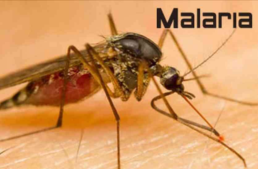 malaria WORLD MALARIA DAY : गांवों से ज्यादा, शहर में पनप रहे मलेरिया के मच्छर, सुखाडिय़ा विश्वविद्यालय के सर्वे में हुआ खुलासा