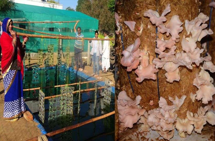 Moti or Mushroom ki kheti कमाल की खेती कर रहे हैं ये किसान, कई किसानों ने तो सोचा भी नहीं होगा ऐसा