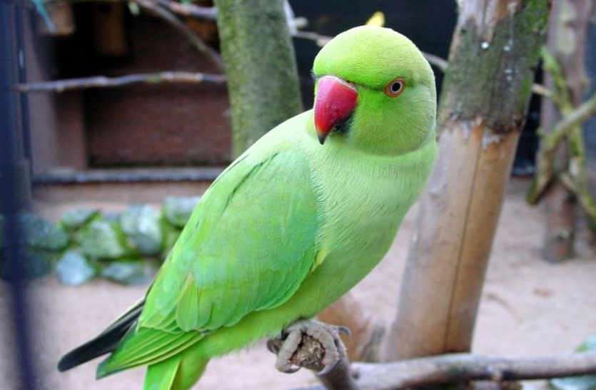 Bhilwara, bhilwara news, Parrots had fond heavy cradle in bhilwara, Latest news in bhilwara, Bhilwara News in hindi, Hindi News in bhilwara, Latest hindi news in bhilwara गागरोन तोतों ने उसे पहुंचाया सलाखों के पीछे