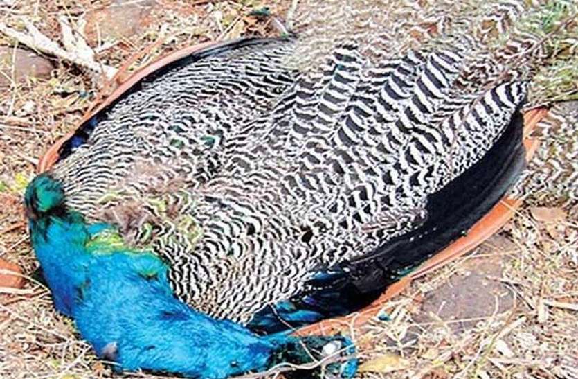 Peacocks are dying in alwar due to liver infection तो सरिस्का में इस वजह से मर रहे हैं मोर, यह बड़ी वजह आई सामने