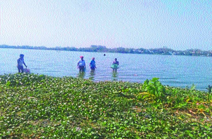 Dead fish तालाब में अपने आप उतरा रही थी मछलियां, देखकर दंग रह गए लोग