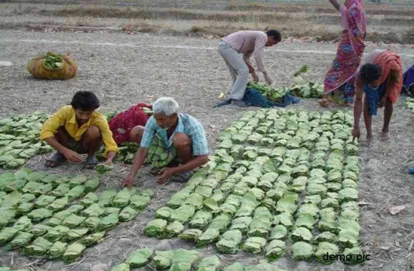 वर्ष 2017 में 63, 800 मानक बोरा था लक्ष्य, इस बार 60, 700 तय तेंदूपत्ता संग्रहण में पिछड़ा विभाग, इसलिए लक्ष्य में 3 हजार कर दी गिरावट