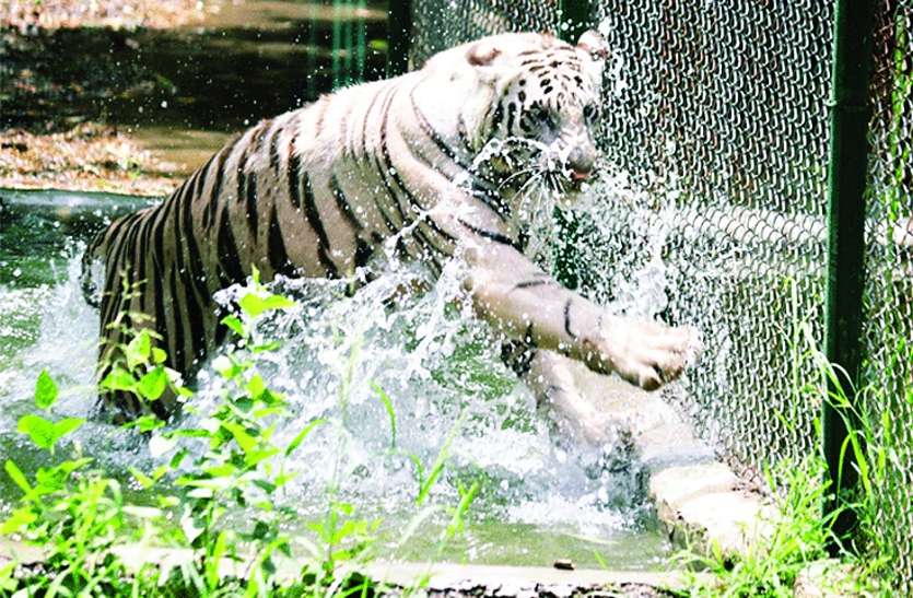 patrika bhilai होम मेड स्वीमिंग पूल का आनंद ले रहे जंगल के राजा, फौव्वारे में मजे से नहाते हैं यहां हिरण