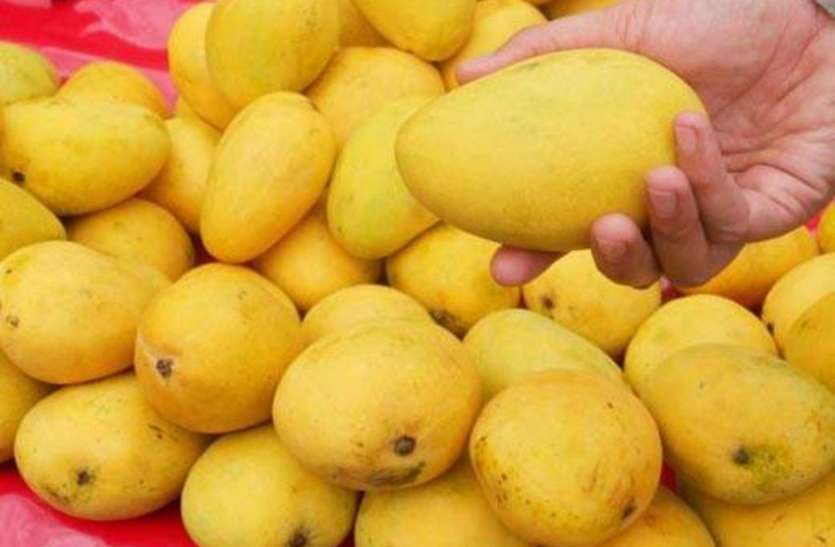 Special Mango Of India-mp - बेहद खास हैं ये आम, आप भी जानिए इसकी खूबी |  Patrika News
