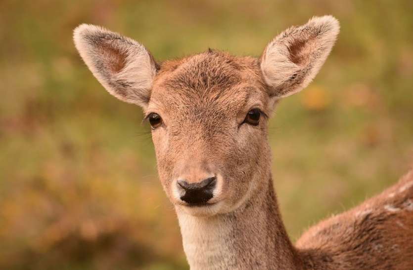 Deer Hunting Cases Rising Year After Year वन व भ ग क अनद ख स ल दर स ल बढ रह ह रण श क र क म मल पढ प र खबर Patrika News