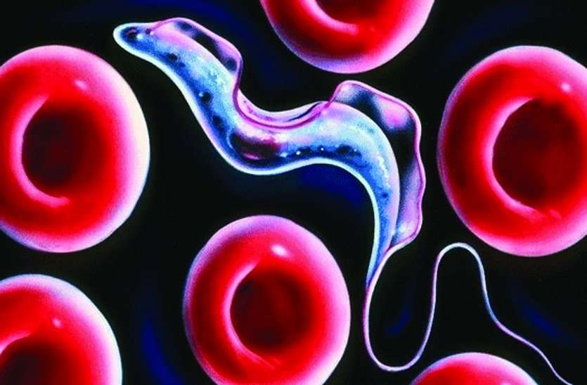 Dengue दिल्ली, चेन्नई के बाद अब राजस्थान में भी डेन-5 की दस्तक! इसी साल डेन-5 ने दी है देश में दस्तक