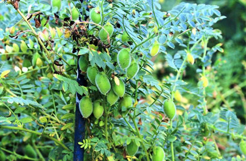 Gram crop किसान ने चने की फसल बेचने के लिए मांगी जमाबंदी, पटवारी ने बता रखा था जीरा