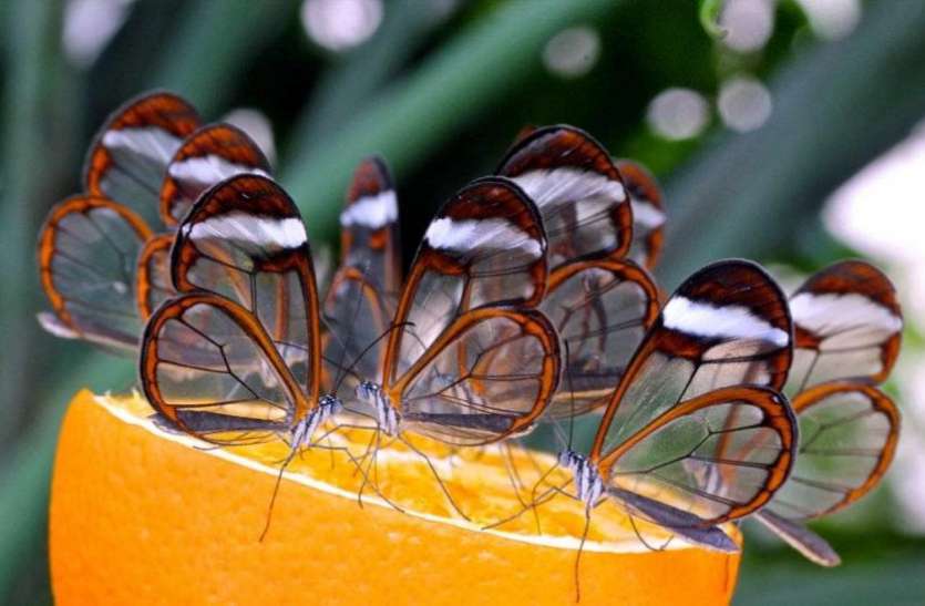 Butterfly इस शहर में पाई जाती हैं दुनिया की सबसे खूबसूरत तितलियां, इसलिए हो रही चर्चा
