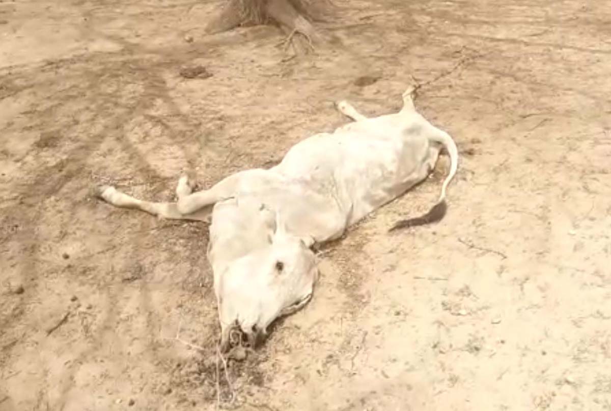Jaisalmer patrika JAISALMER NEWS- रेगिस्तान में यहां बैनाम बीमारी दे रही मौत, भयावह हालात देख...