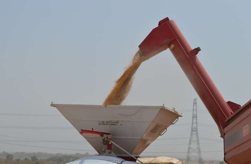 Civil supply corporation divides non-poor wheat हजारों गरीबों के साथ इस विभाग ने की बड़ी गड़बड़ी, इस जांच रिपोर्ट में हुआ खुलासा
