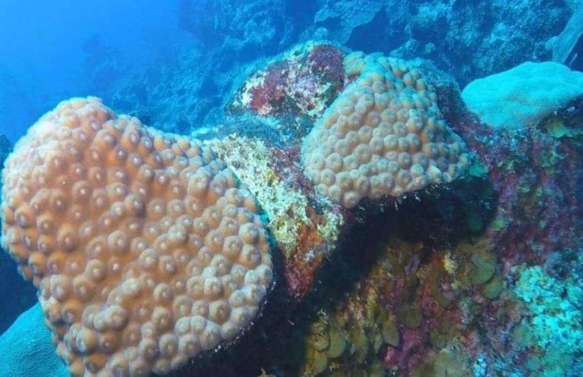 Scientist Found Hundred Of New Marine Species At Bermuda Coast