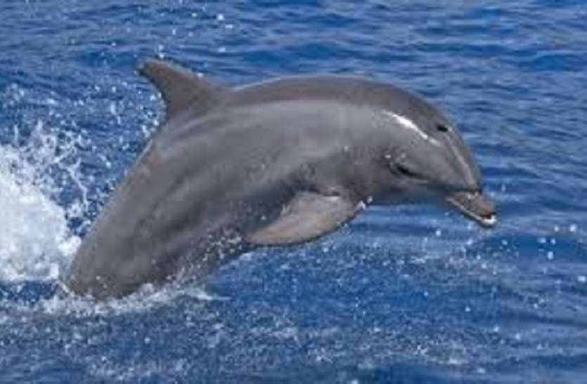 Ganges river dolphins, kanpur river, farrukhabad, hindi news फर्रुखाबाद से कानपुर तक गंगा इतनी मैली कि डॉल्फिन ही नहीं बचीं