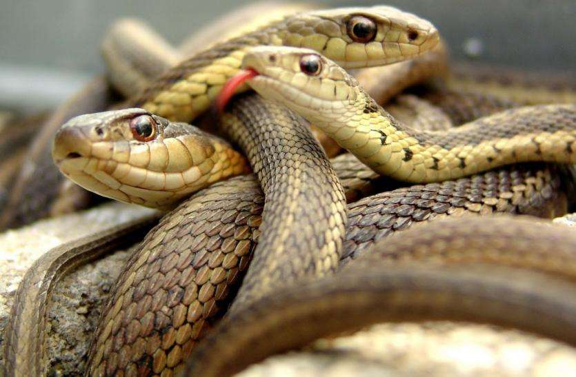 snake VIDEO: एक सांप को मारा तो निकले दो-तीन, उनको भी मार डाला तो फिर जो हुआ, उससे कांप गई सबकी रूह