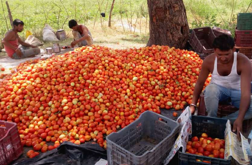 Damage to the broken waist, tomatoes feeding the cattle भावों ने तोड़ी कमर, मवेशियों को खिलाने पड़ रहे टमाटर