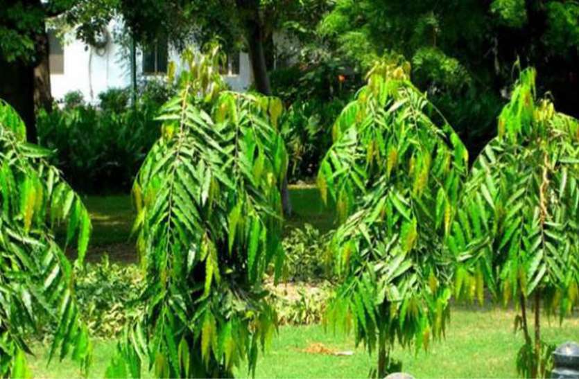 ashok tree,nari