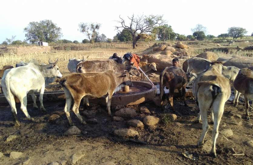 Cow family is hunting for malnutrition in this district इस जिले में कुपोषण का शिकार हो रहा गौवंश