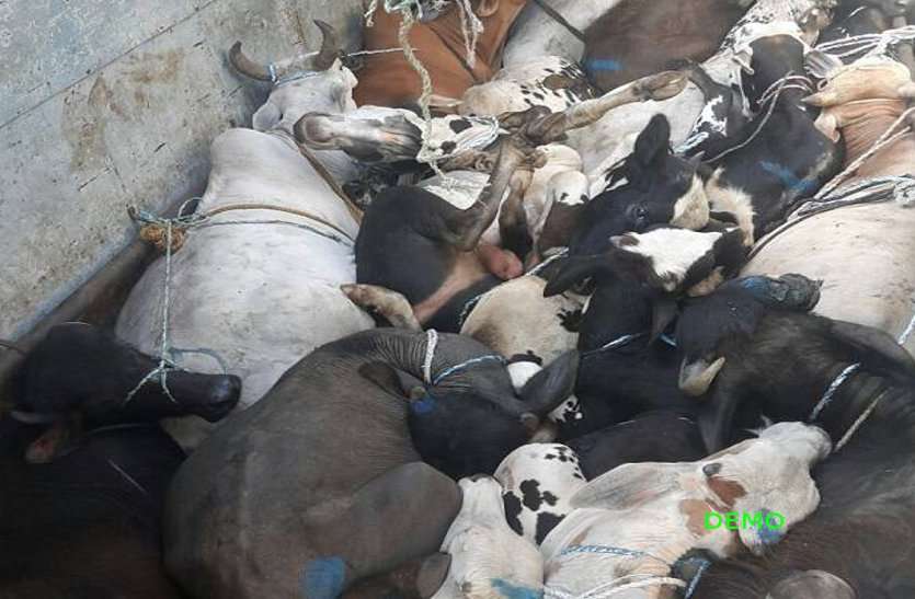 ANIMAL, animal trafficing, guna animal tafficing, guna news, guna patrika, patrika bhopal, पशु तस्करी के आरोप में गौसेवकों ने मवेशी उतारकर लगाई जीप में आग