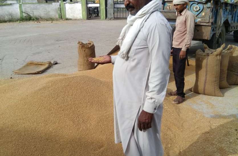 Farmers not buying wheat in support price खरीदी केंद्र पर अव्यवस्था, वापस गेहूं लेकर घर आया किसान, इस वजह से हुआ दुखी