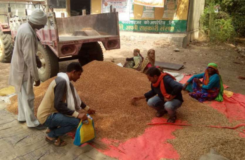 Farmers facing problem in Hamirpur UP news हंगामे के बाद शुरू हो सकी चने की खरीद, गेहूं से भरा पड़ा है गोदाम
