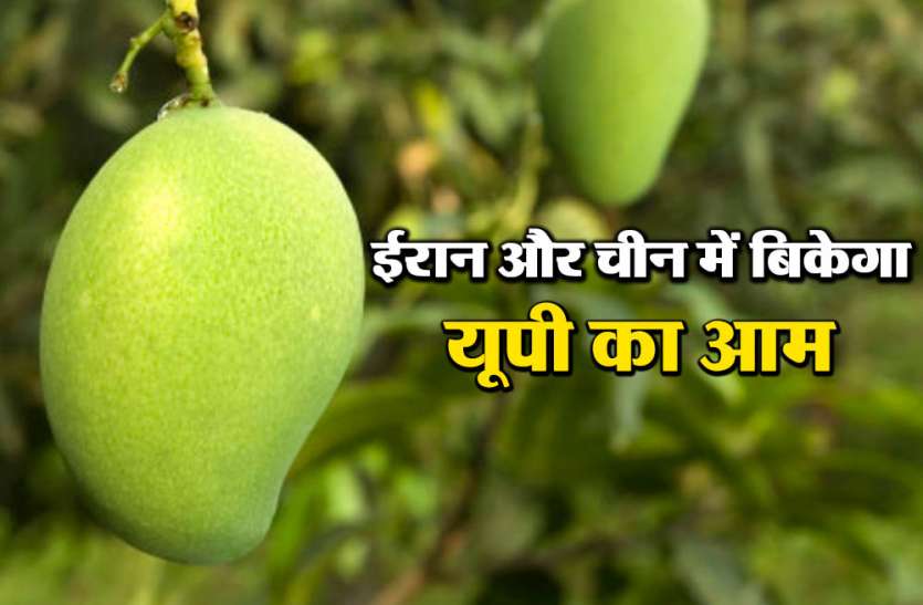 aam यूपी के आम की डिमांड चीन और ईरान में भी, जानें क्या है कारण