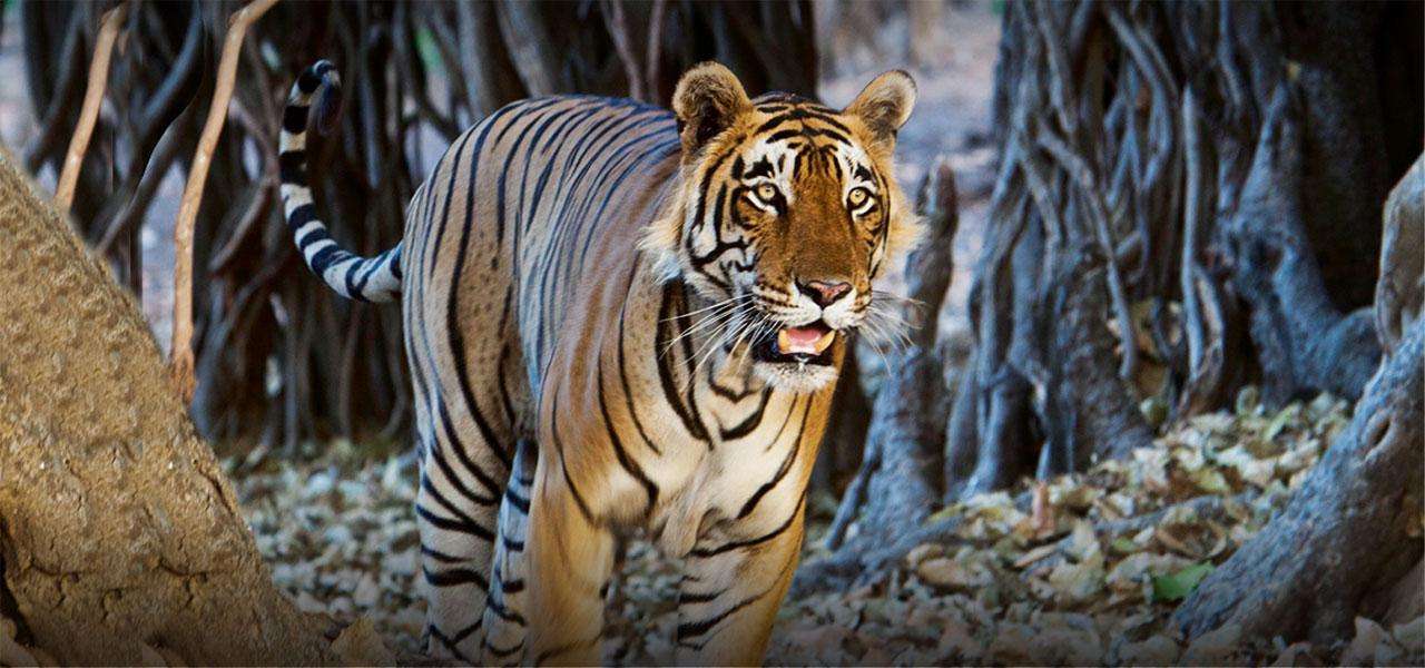 bandhavgarh national park booking last date