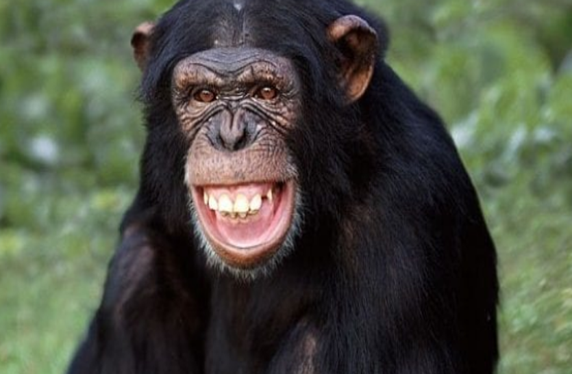 Chimpanzees एक टीनेजर से ज्यादा साफ होता है चिंपाजी का बिस्तर