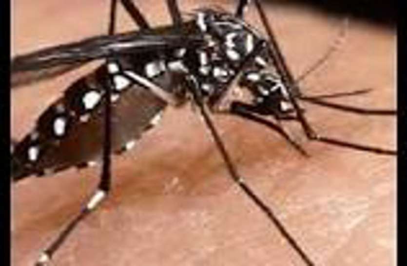 dengue of man बहुत खतरनाक है यह बीमारी, इस उपाय से बच सकते हैं