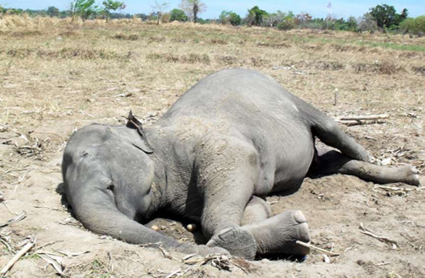 Six-year-old elephant dead, four elephants die in a fortnight मृत मिला छह साल का हाथी, एक पखवाड़े में चार हाथियों की मौत