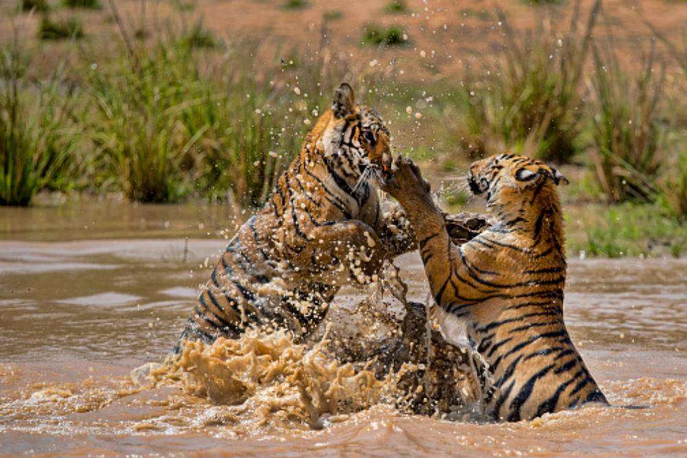 bandhavgarh national park booking last date