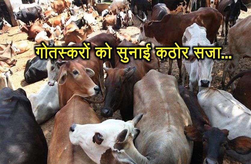 Court judgement on Cow killing case in alwar कोर्ट ने गौ हत्या के आरोपितों को सुनाई ऐसी कठोर सजा, आगे से कोई नहीं करेगा हिम्मत