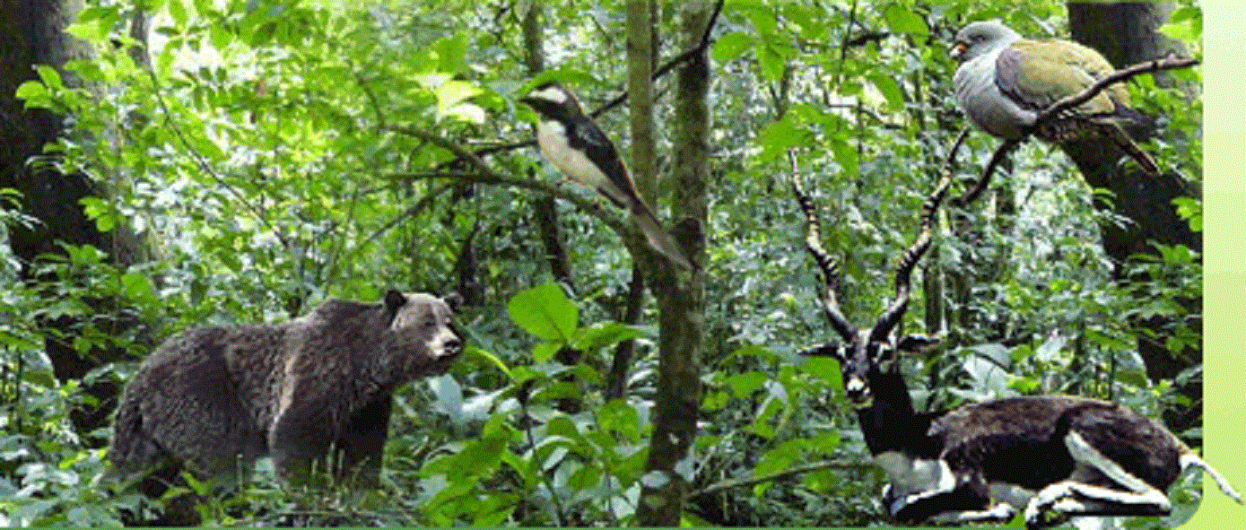 bandhavgarh national park booking last date