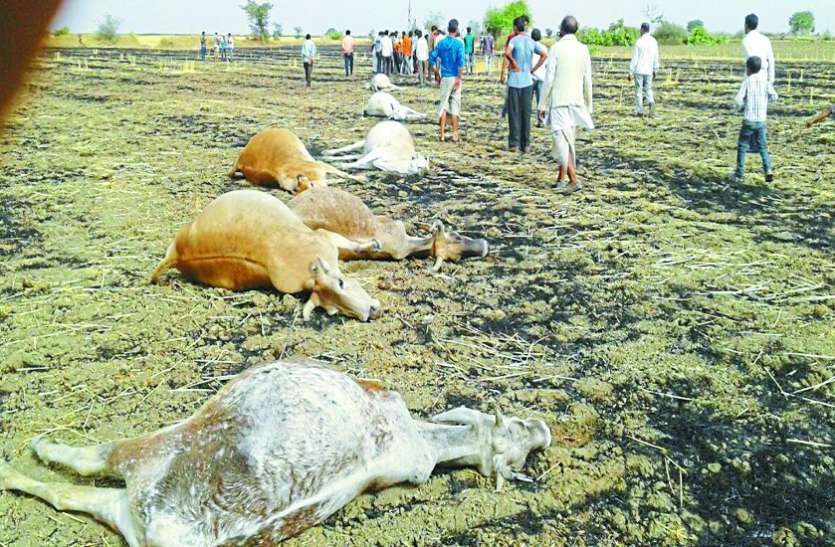 In the storm HITATION LINE, Eight died, cow too scorched अंधड़ में गिरी जर्जर हाइटेंशन लाइन, चपेट में आईं गाय, आठ की मौत, दो झुलसीं