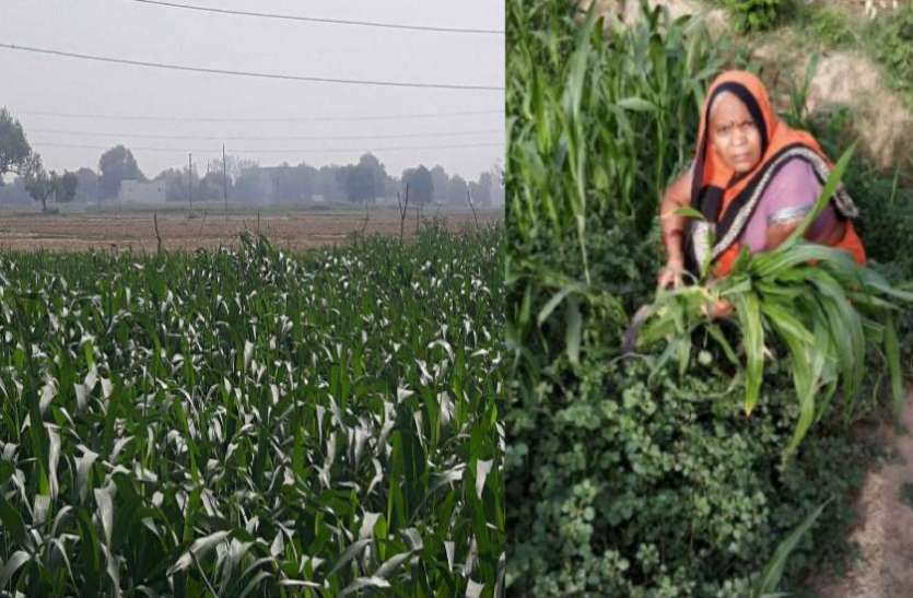 agra सोना देती है भारत की धरती, यकीन नहीं आता तो मिलिए शारदा देवी से जिन्होंने पैदा किया सोना