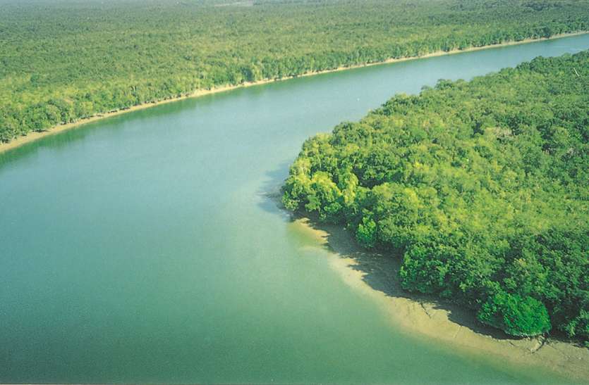 mangrove देश में 15 वर्षों में मैंग्रोव फॉरेस्ट कवर घटा लेकिन दुनिया से आधा!