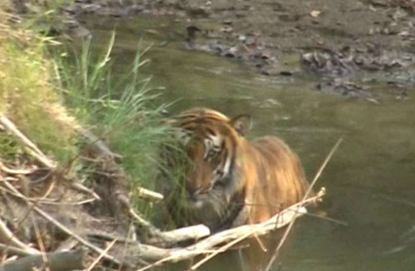 Tiger hunters नदी किनारे टाइगर ने डाला डेरा, खौफ के साये में ग्रामीण