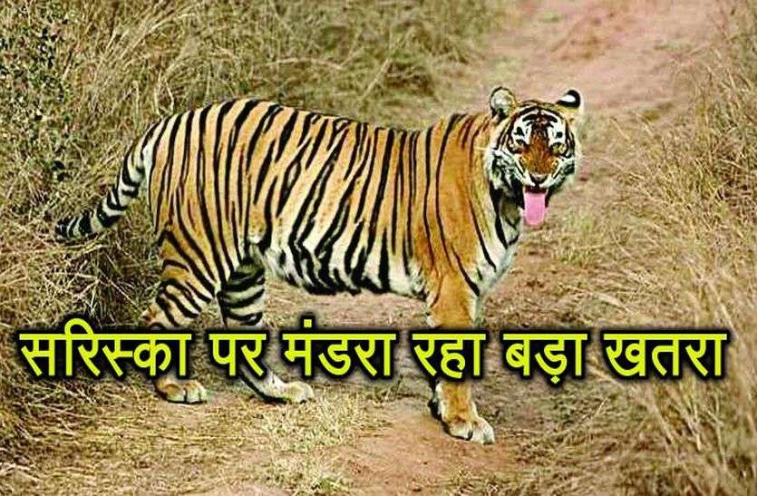 Sariska tiger reserve latest news in hindi सरिस्का से जल्द ही आ सकती है बुरी खबर, एक और बाघ कम होने की आशंका