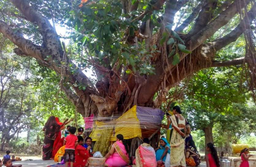 पति की लंबी उम्र और अखंड सौभाग्य पाने 16 श्रृंगार कर वट वृक्ष के नीचे पहुंची महिलाएं ... पति की लंबी उम्र और अखंड सौभाग्य पाने 16 श्रृंगार कर वट वृक्ष के नीचे पहुंची महिलाएं ...