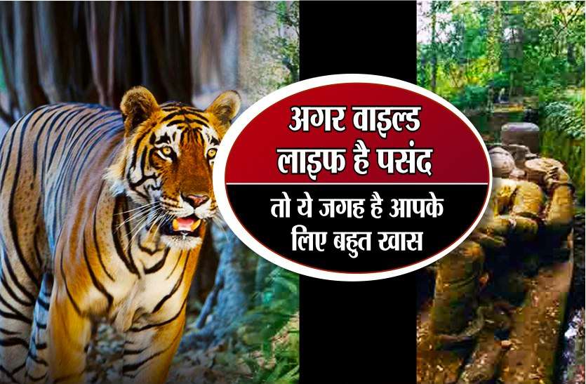 bandhavgarh national park booking last date बच्चों की चल रही हैं छुट्टियां, अगर वाइल्ड लाइफ है पसंद, तो ये जगह है आपके लिए बहुत खास